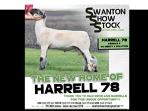 Swanton Show Stock